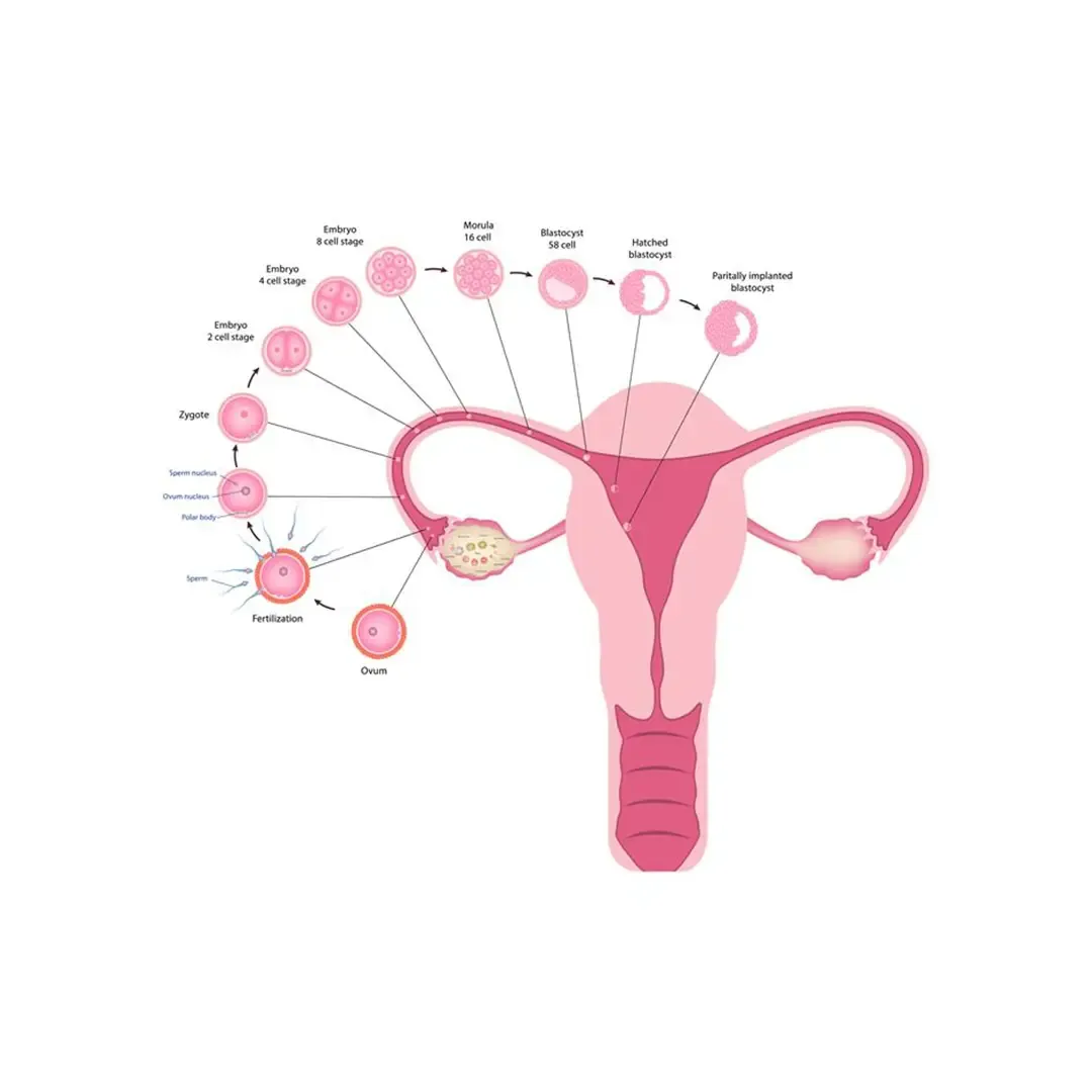 A diagram of an egg fertilising, developing into an embryo and implanting in the uterus for conception