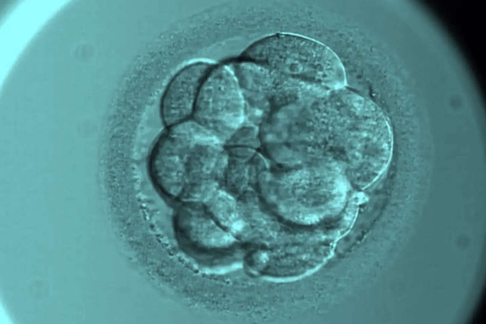 the microscopic embryo continues to divide into multiple cells and begins to take a new shape