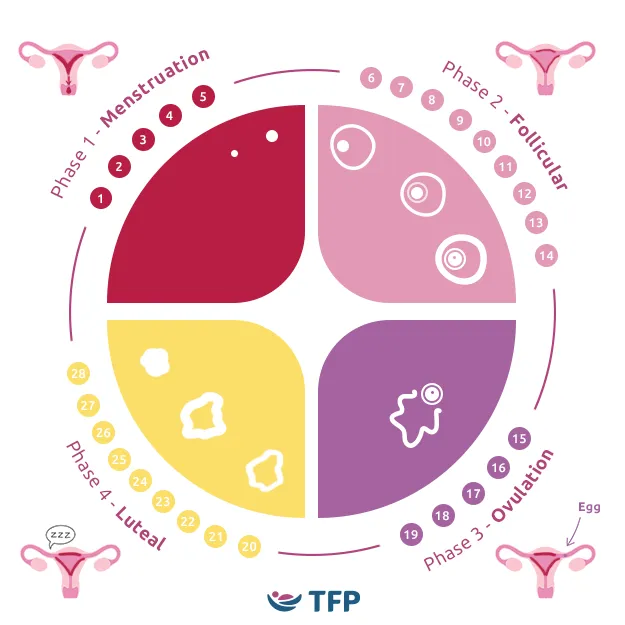 A diagram depicting the four stages of the menstrual cycle